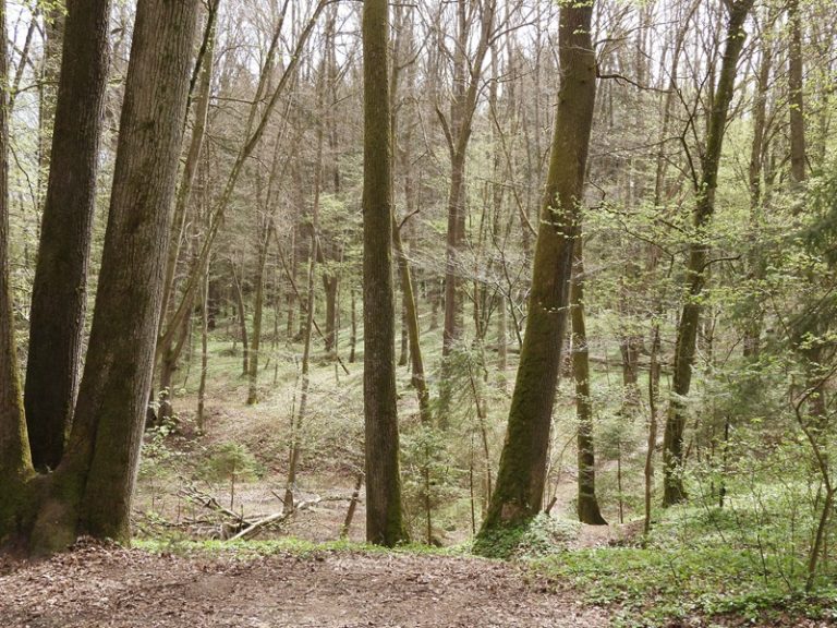 Fernitz quer (26)