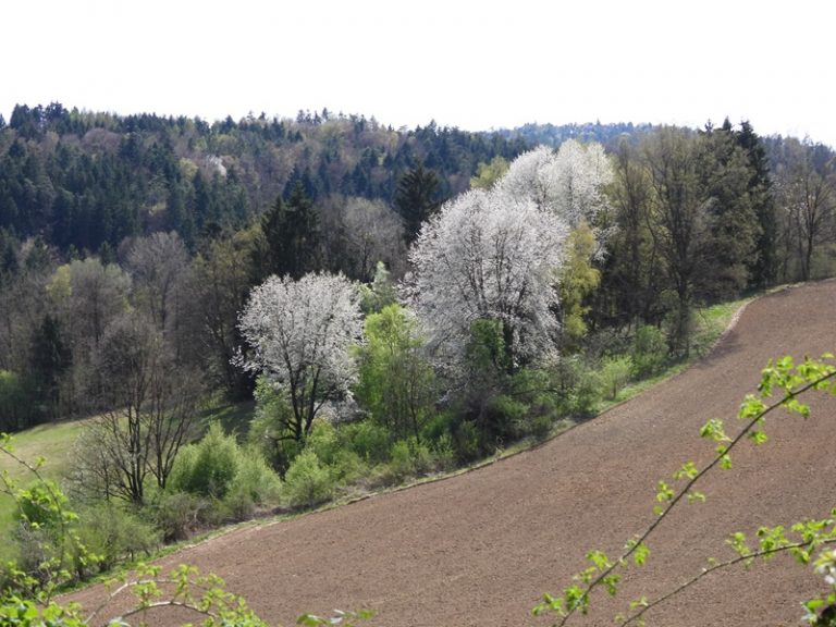 Fernitz quer (36)