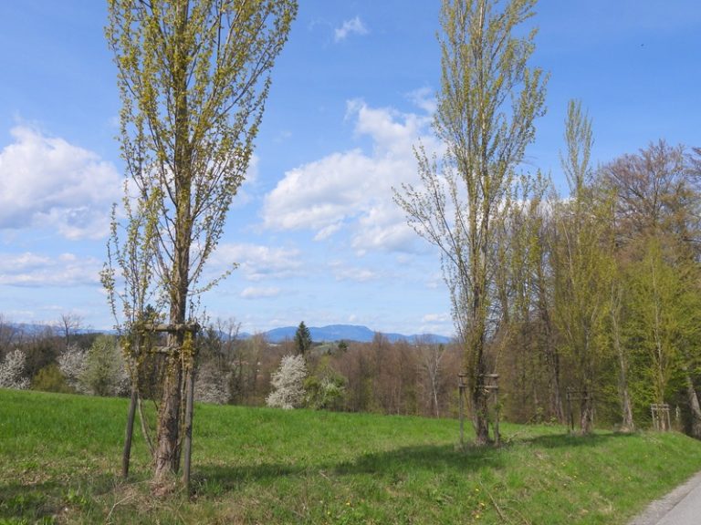 Fernitz quer (43)