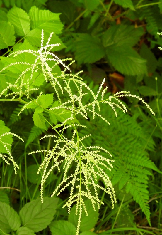 Mühlgraben hoch (1)
