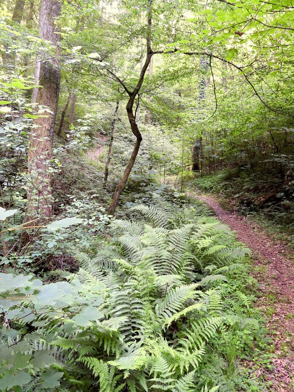 Mühlgraben hoch (15)