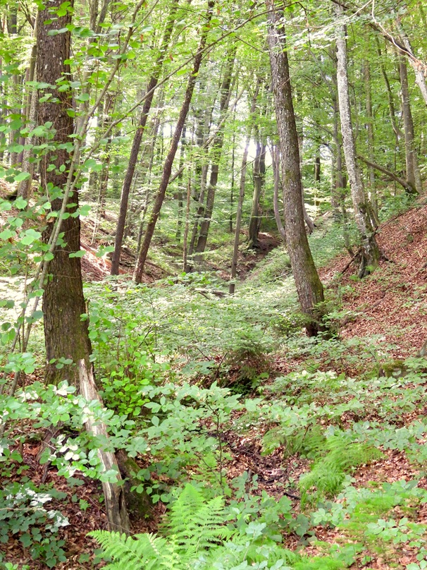 Mühlgraben hoch (6)