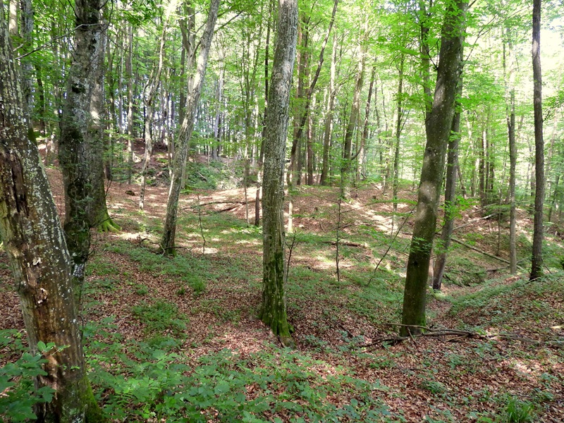 Mühlgraben quer (1)