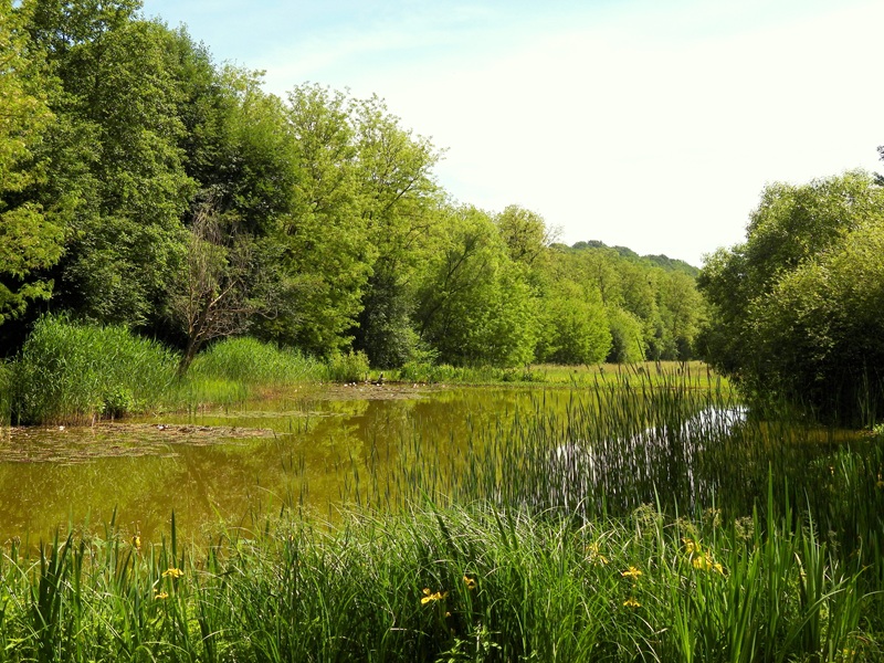 Mühlgraben quer (38)