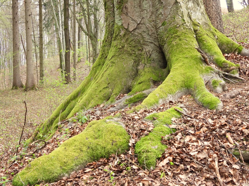 Mühlgraben quer (42)