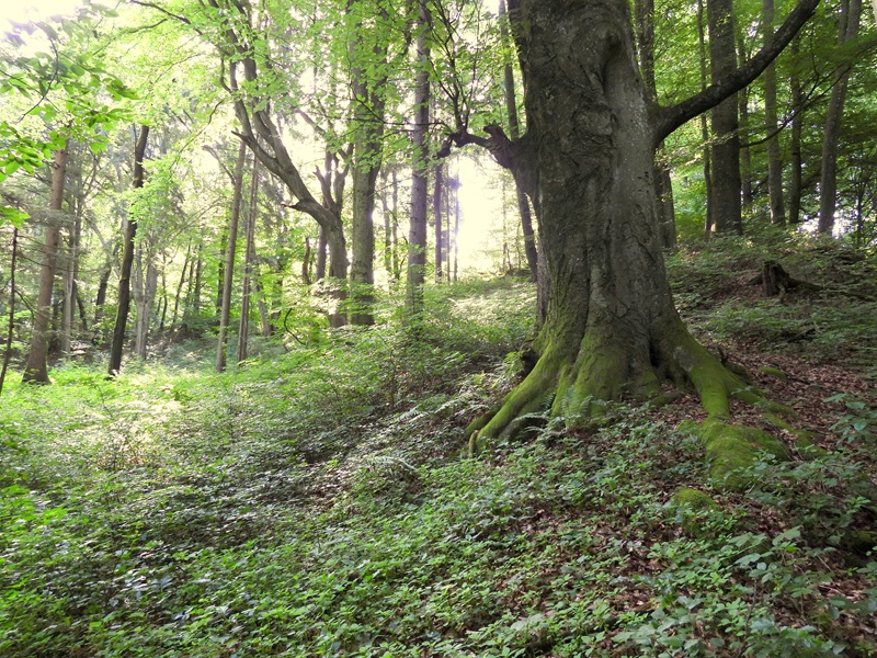 Mühlgraben quer (55)