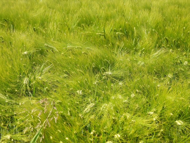 Puxa quer (1)