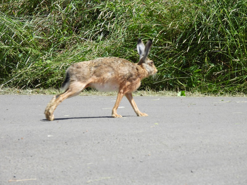 Puxa quer (40)
