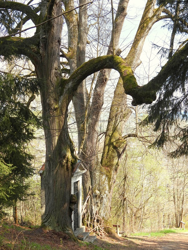 Thurytal hoch (10)