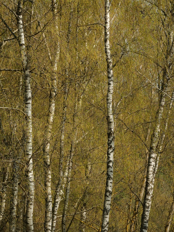 Thurytal hoch (24)