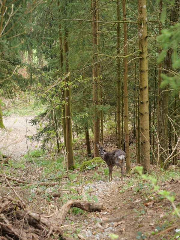 Thurytal hoch (25)