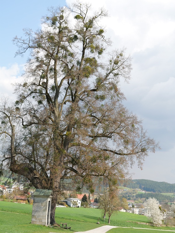 Thurytal hoch (26)