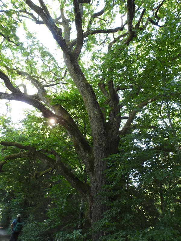 DSCN8721