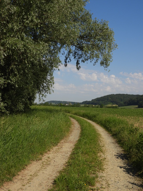 Hohenbrugg hoch (2)