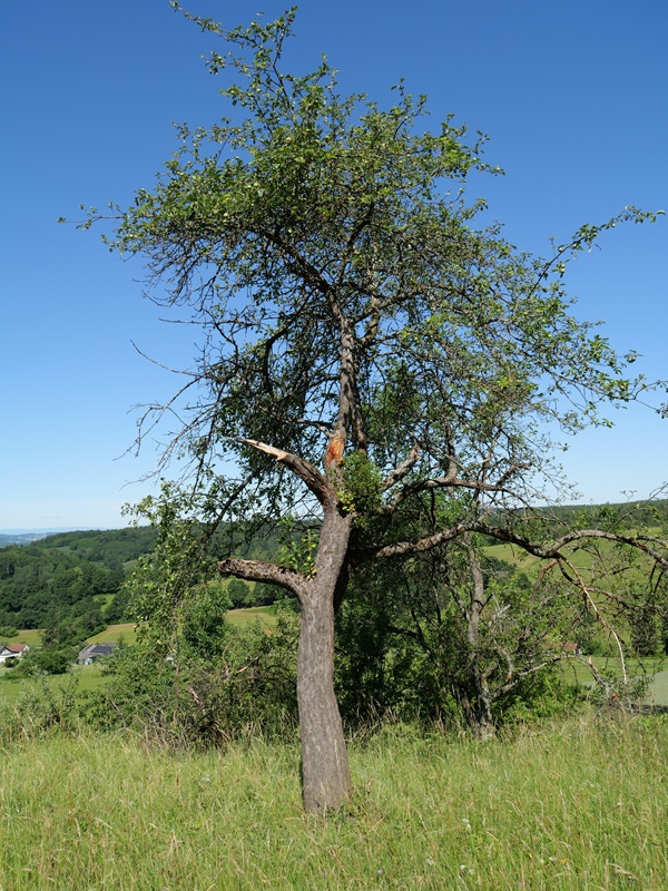 Hohenbrugg hoch (5)