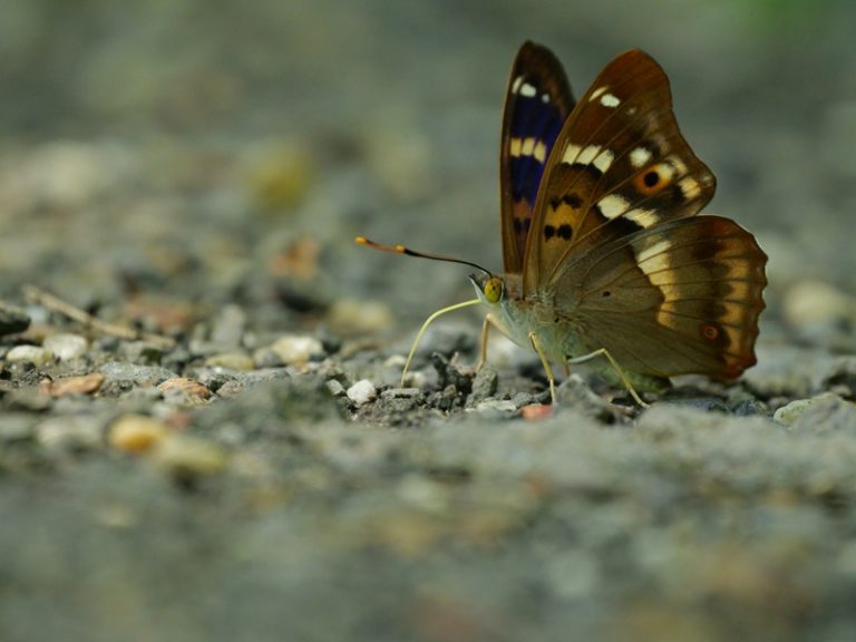 Hohenbrugg quer (10)