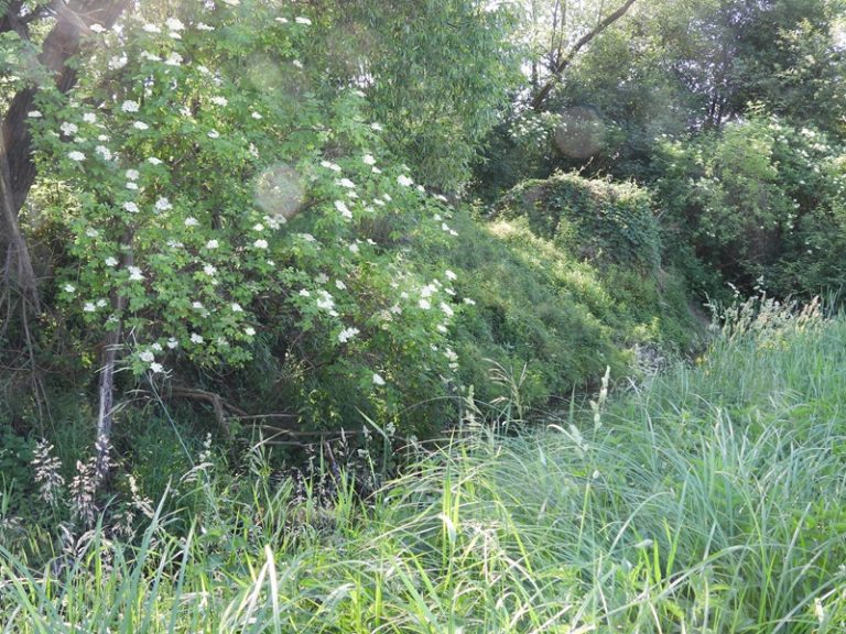 Hohenbrugg quer (14)