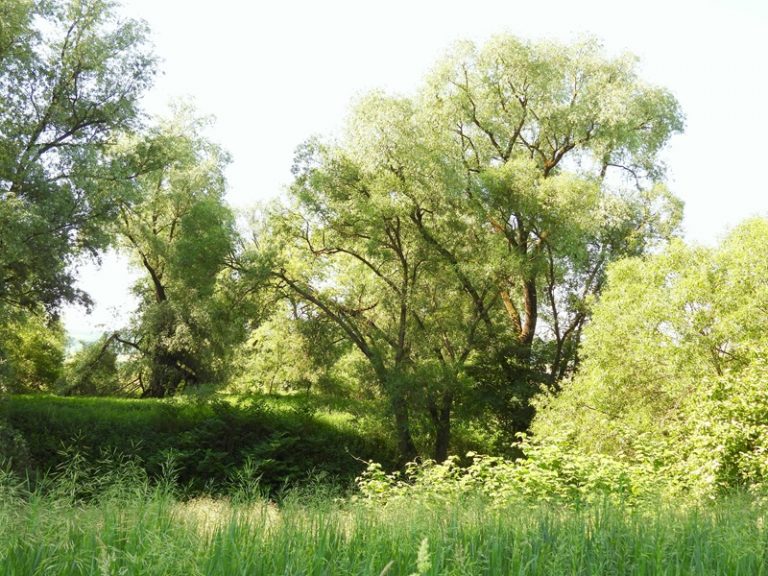Hohenbrugg quer (15)