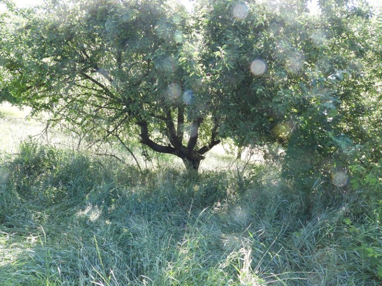 Hohenbrugg quer (23)
