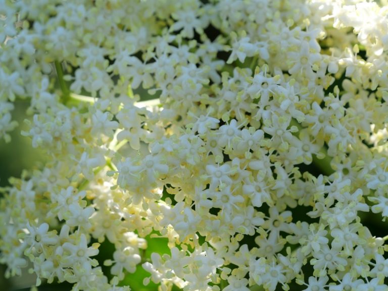 Hohenbrugg quer (3)