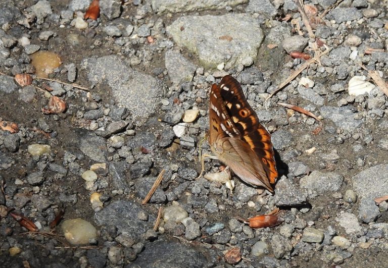 Hohenbrugg quer (32)