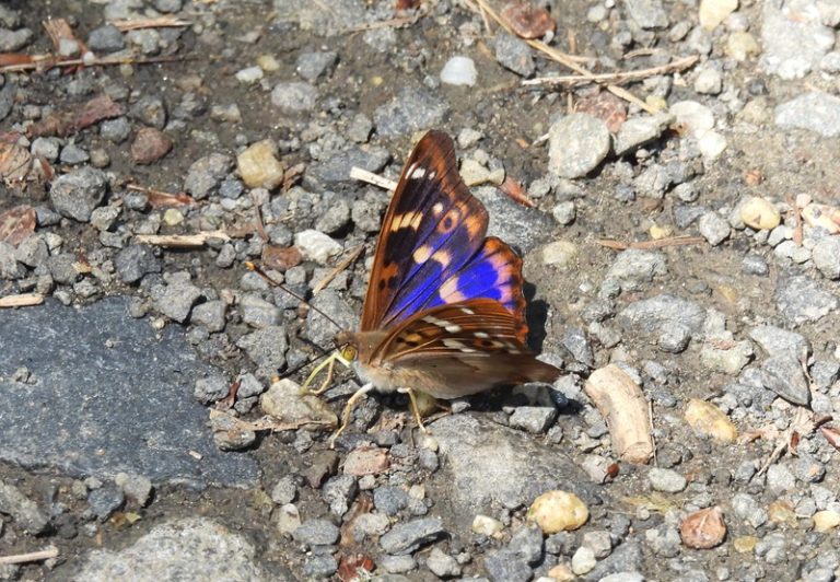 Hohenbrugg quer (34)