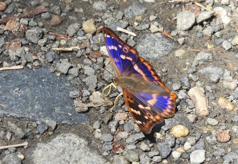Hohenbrugg quer (35)