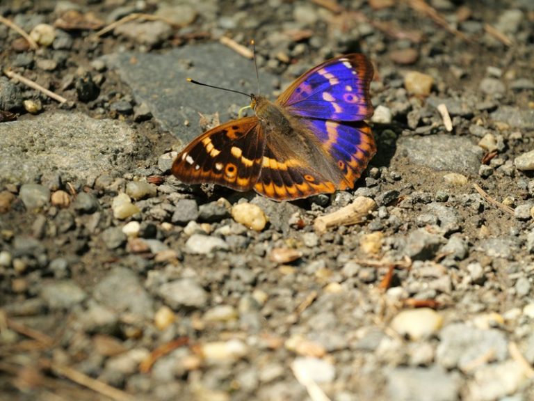 Hohenbrugg quer (9)