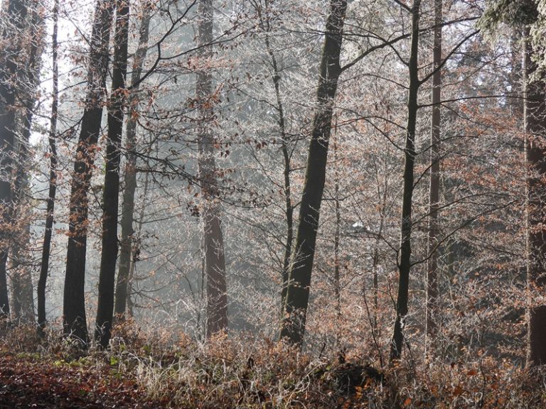 Kirchberg quer (19)