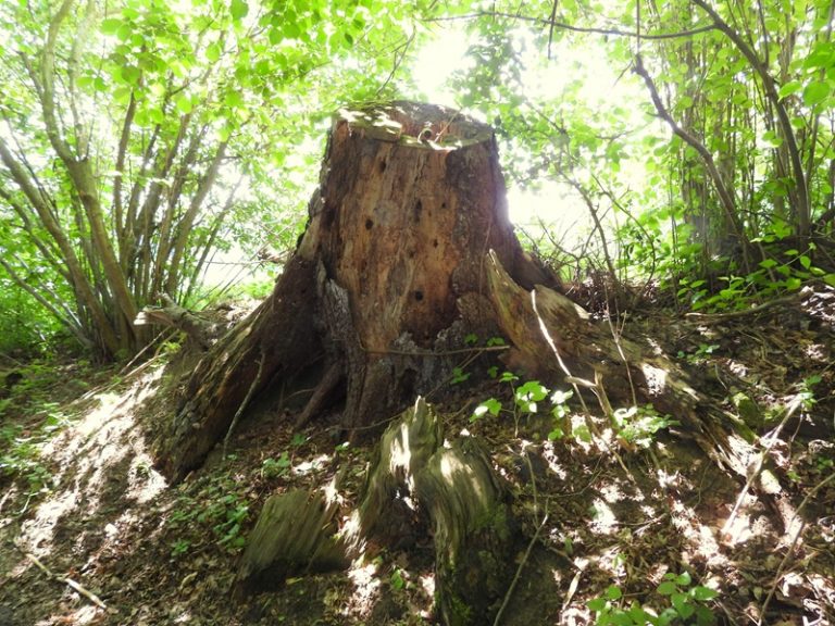 Kirchberg quer (40)