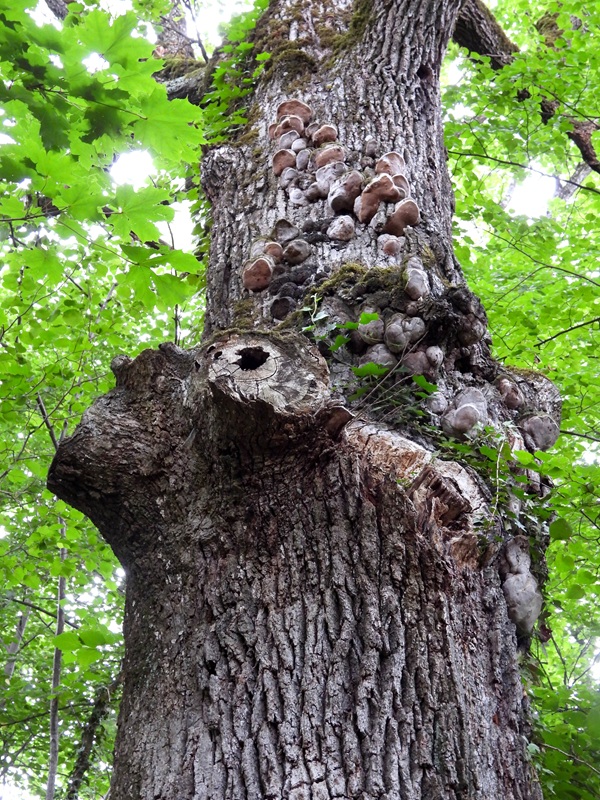 Landsee hoch (6)