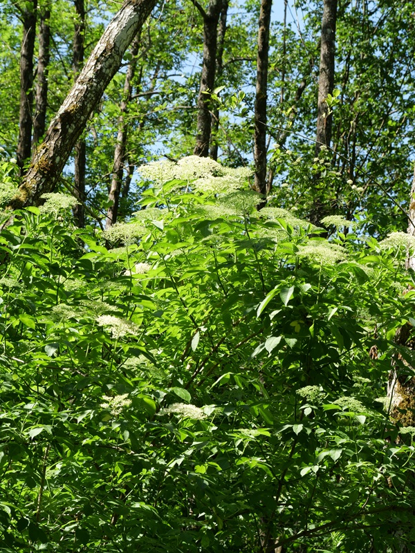 Loipersdorf hoch (3)