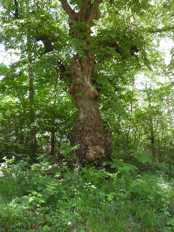 Lutzmannsburg hoch (4)