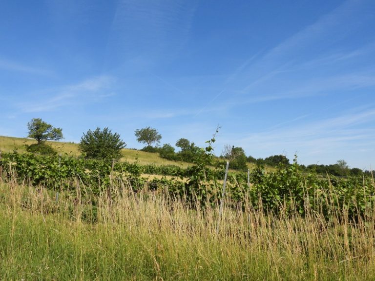 Lutzmannsburg quer (19)