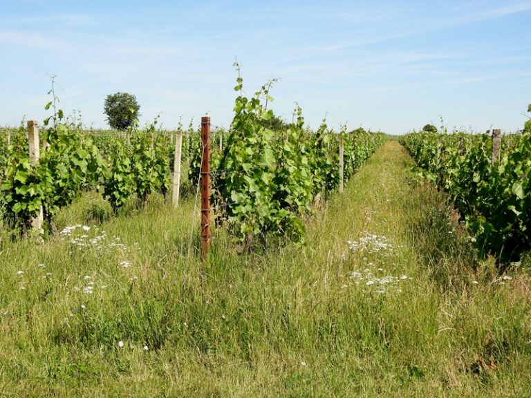 Lutzmannsburg quer (31)