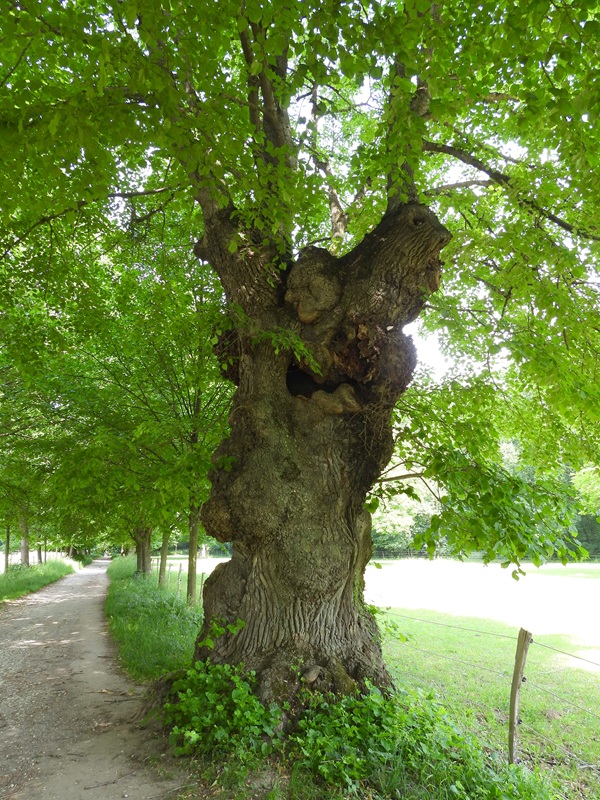 Mannersdorf hoch (4)