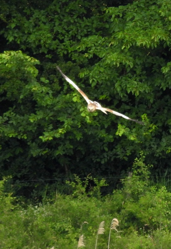 Rohrbacher Teichwiese hoch (5)