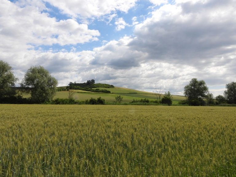Rohrbacher Teichwiese quer (24)