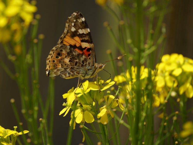 Rohrbacher Teichwiese quer (9)