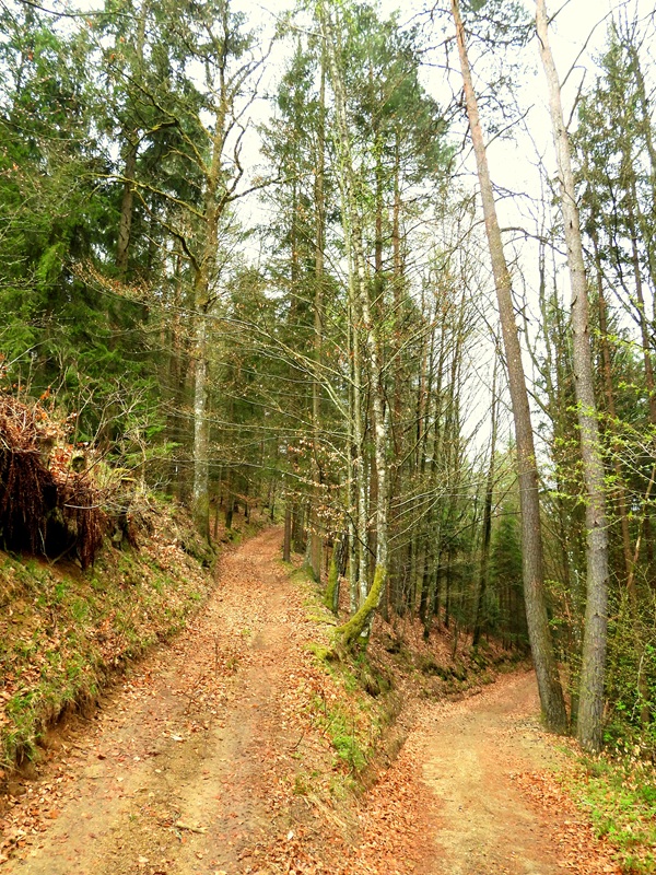 Ruttenstein hoch (3)