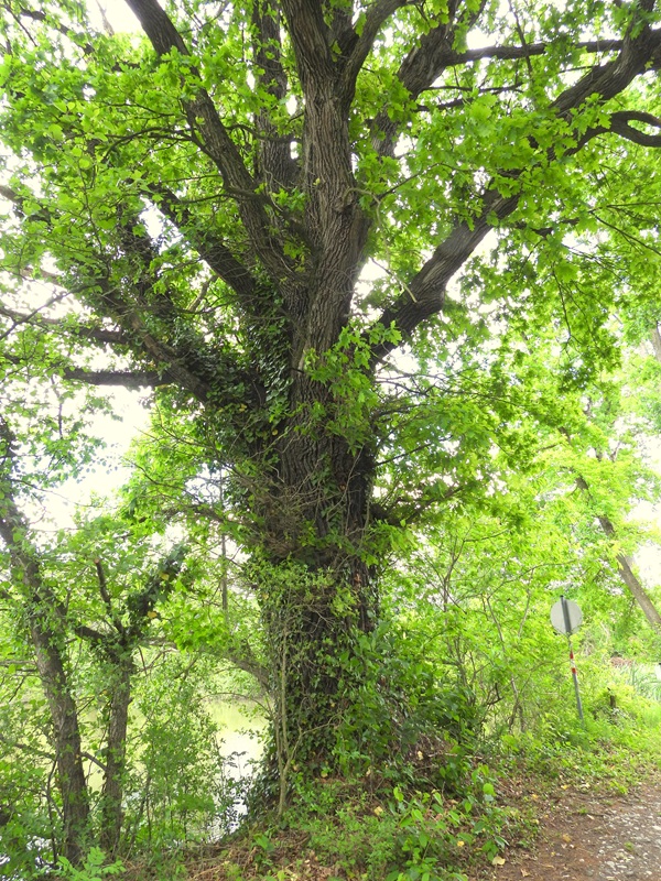 Schielleiten hoch (2)