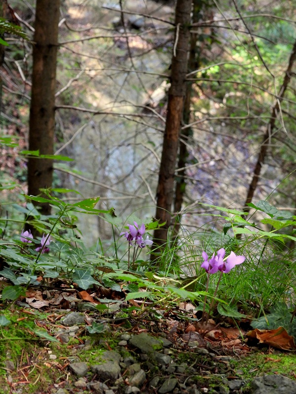 Königsgraben hoch (14)