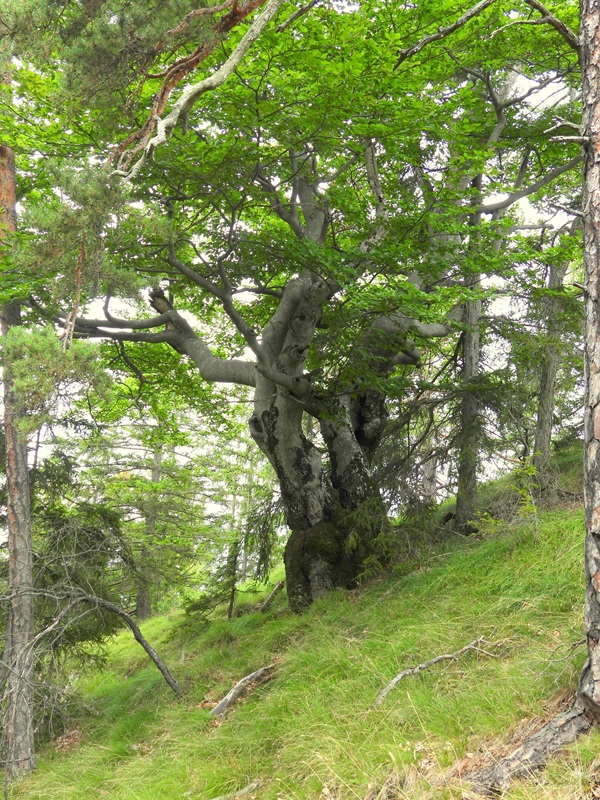 Königsgraben hoch (16)