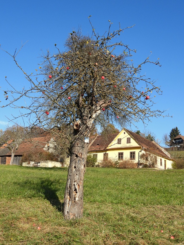 Breitenfeld hoch (1)