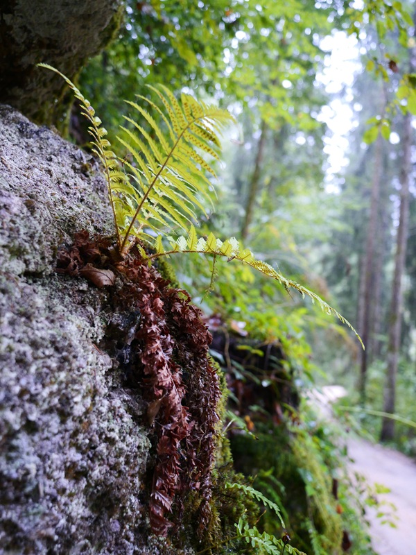Stillensteinklamm hoch (8)