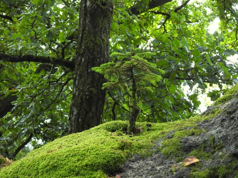Stillensteinklamm quer (28)