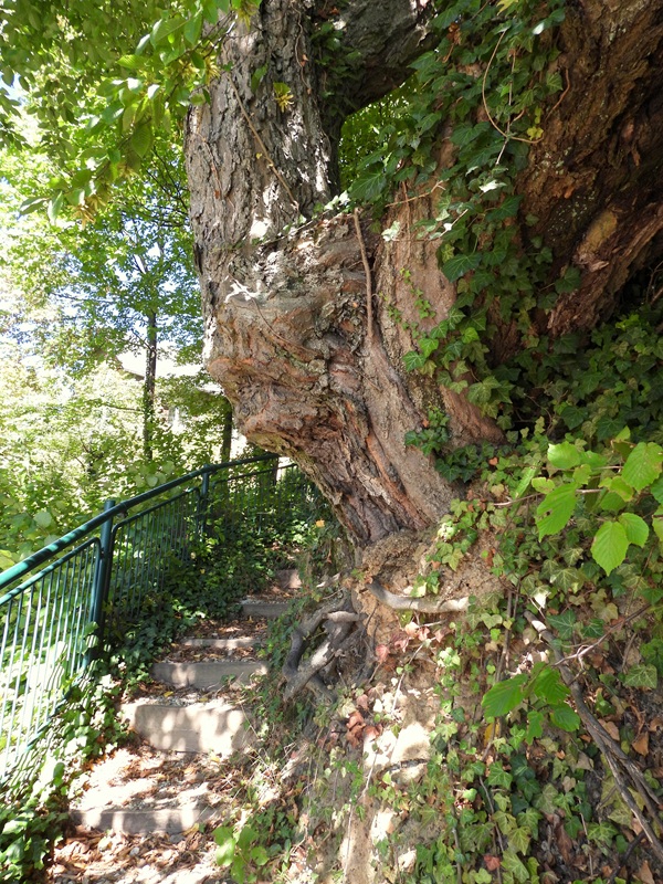 Friedberg hoch (14)