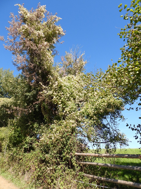 Friedberg hoch (5)